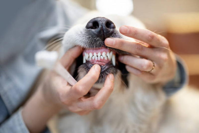 Limpeza dos Dentes do Cachorro Agendar Capivari - Limpeza dos Dentes Cachorro