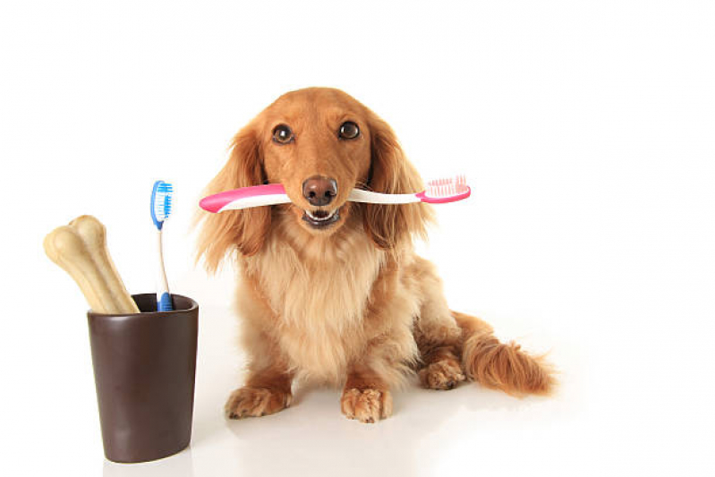 Limpeza dos Dentes do Cachorro Itatiba - Limpeza de Dente em Cachorro