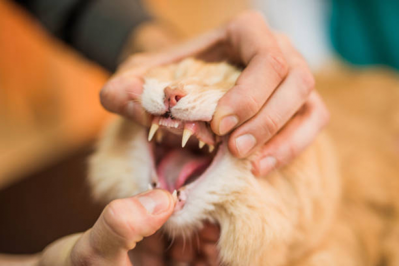 Limpeza em Dentes de Gatos Agendar Jaguariúna - Limpeza dos Dentes de Gato
