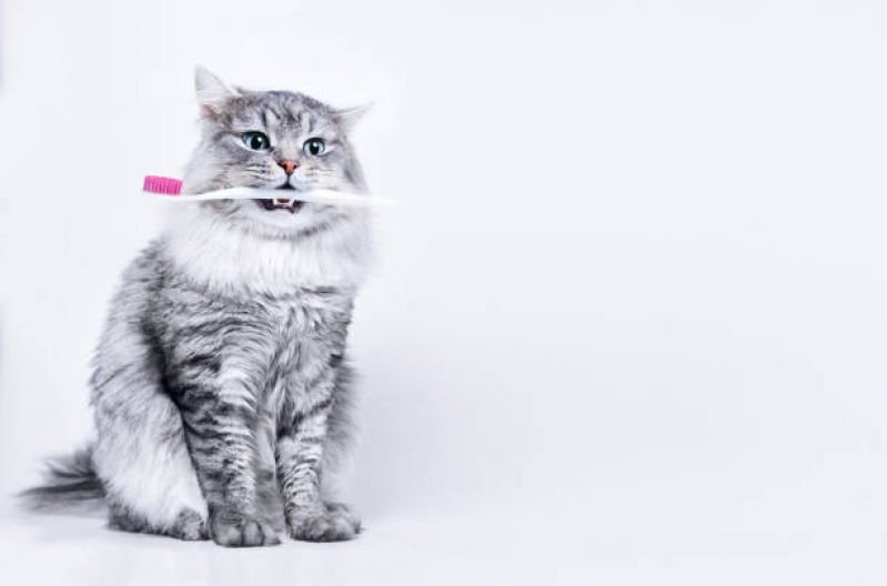 Limpeza em Dentes de Gatos Marcar Louveira - Limpeza de Dente em Gatos