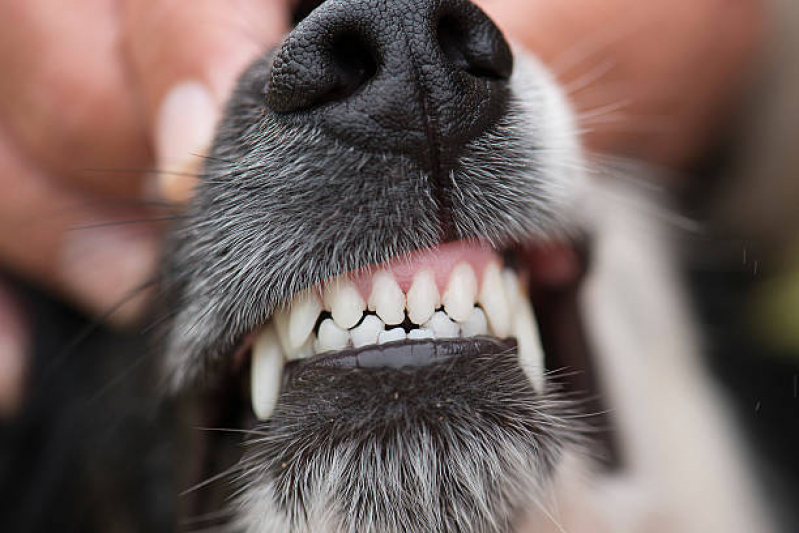 Limpeza nos Dentes de Cachorro Marcar Salto - Limpeza de Dente em Cachorro