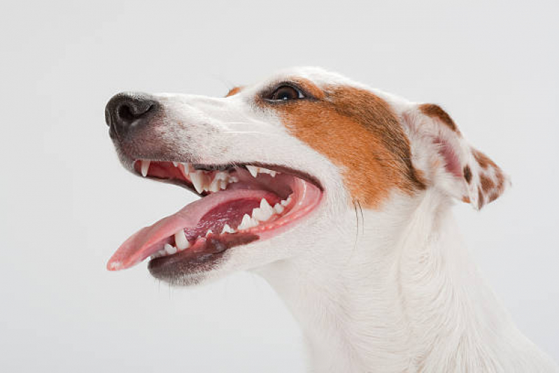 Limpeza nos Dentes do Cachorro Agendar Paulinia - Limpeza nos Dentes de Cachorro