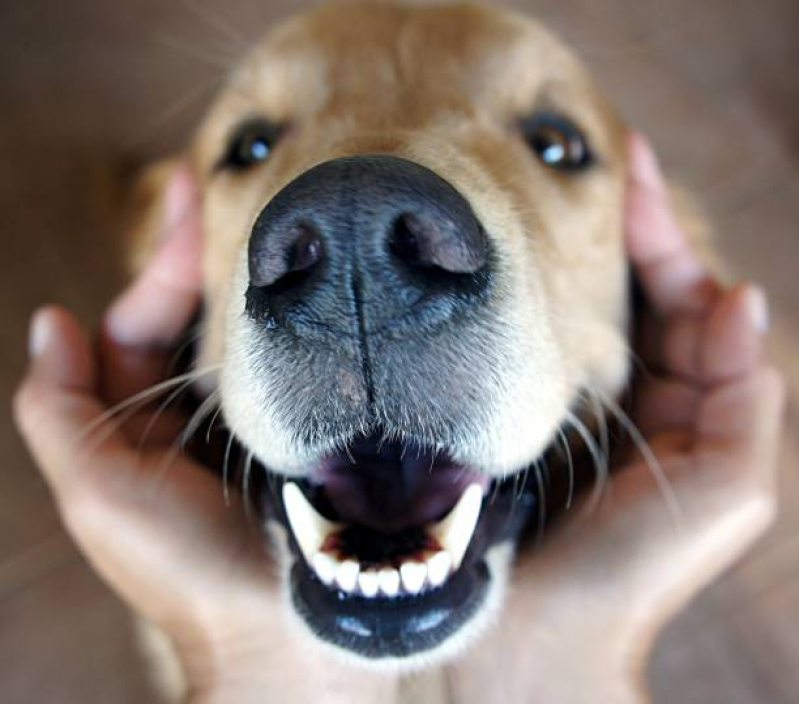 Limpeza nos Dentes do Cachorro Chácara Silvania - Limpeza dos Dentes de Cachorro