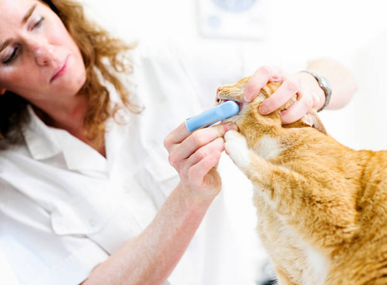 Limpeza Periodontal para Gatos  Piracicaba - Limpeza dos Dentes de Gato