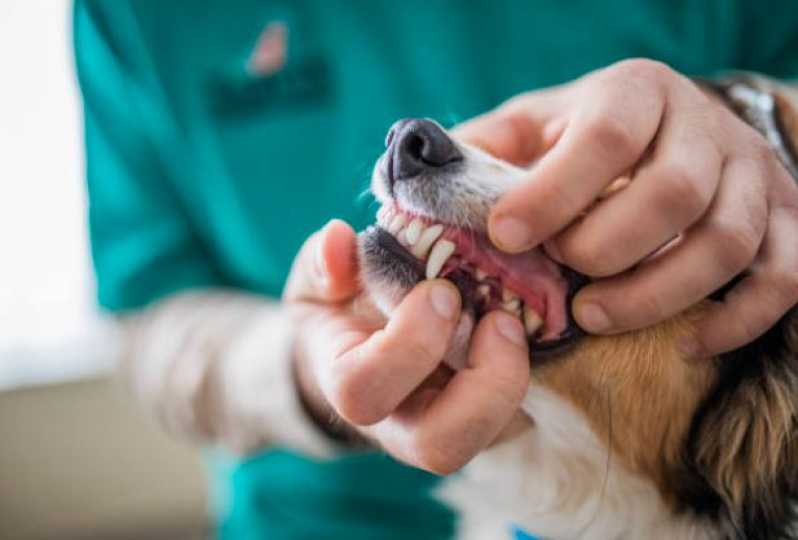 Odonto Animal Monte Mor - Odontologia para Animais de Estimação
