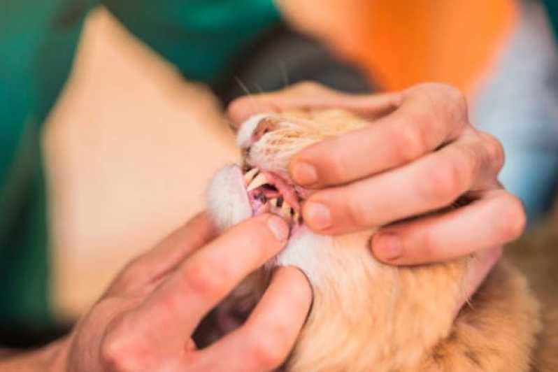 Odontologia Cachorro Clínicas Jardim Paiquere - Odontologia para Animais Roedores