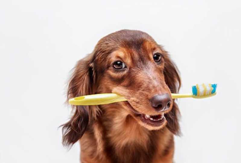 Odontologia Cachorro Jardim Paiquere - Odontologia para Cachorro Campinas
