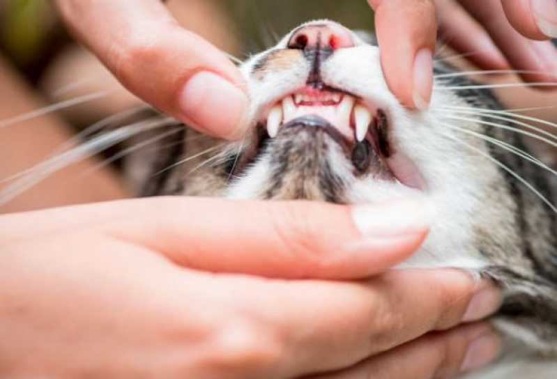 Odontologia Domiciliar para Cães e Gatos Consulta Amparo - Odontologia Felina