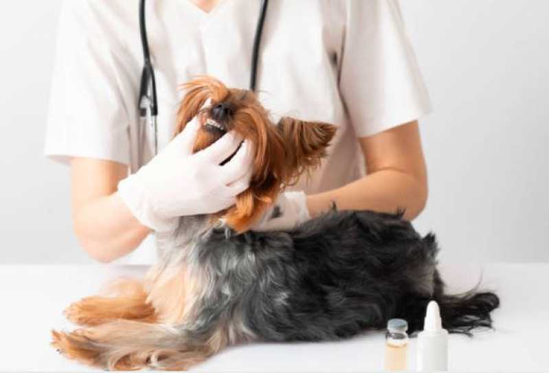 Odontologia para Cachorro Louveira - Odontologia Felina