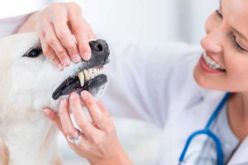 Odontologia para Coelhos Sumaré - Odontologia para Cachorro Campinas