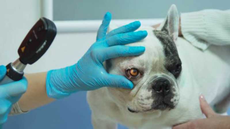 Oftalmologia Animal Marcar Salto - Oftalmologista para Cães