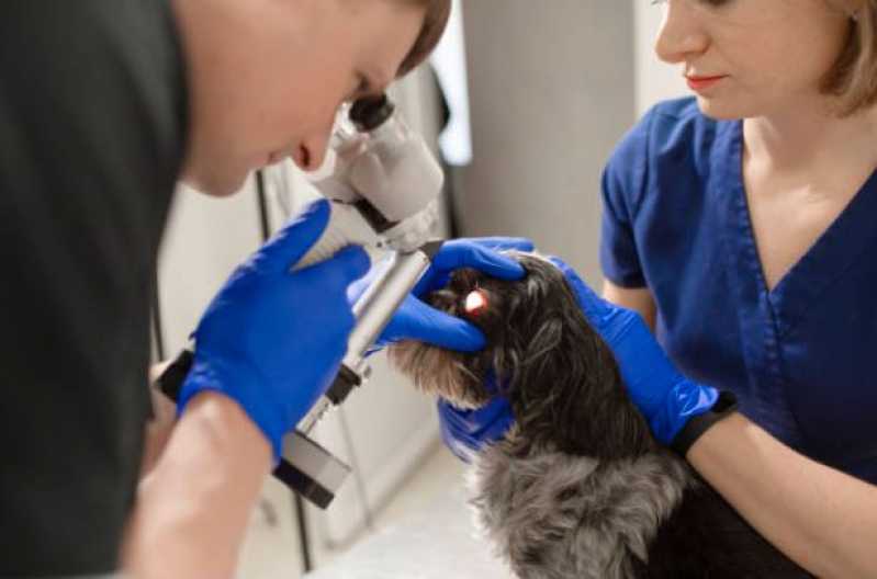 Oftalmologista para Cães e Gatos Marcar Louveira - Oftalmologia Animal
