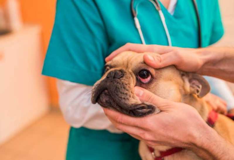 Oftalmologista para Cães Capela - Oftalmologista Veterinario 24 Horas