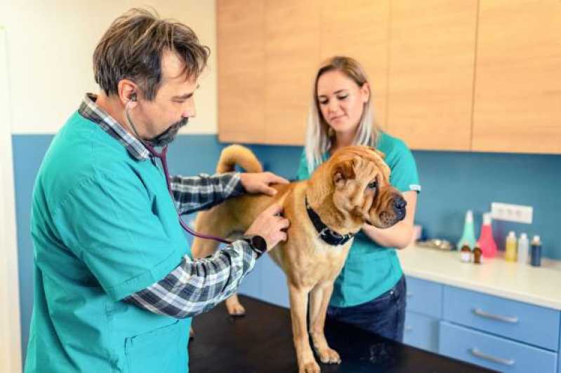 Oncologia Cães de Grande Porte Clínica Centro - Oncologia para Cães