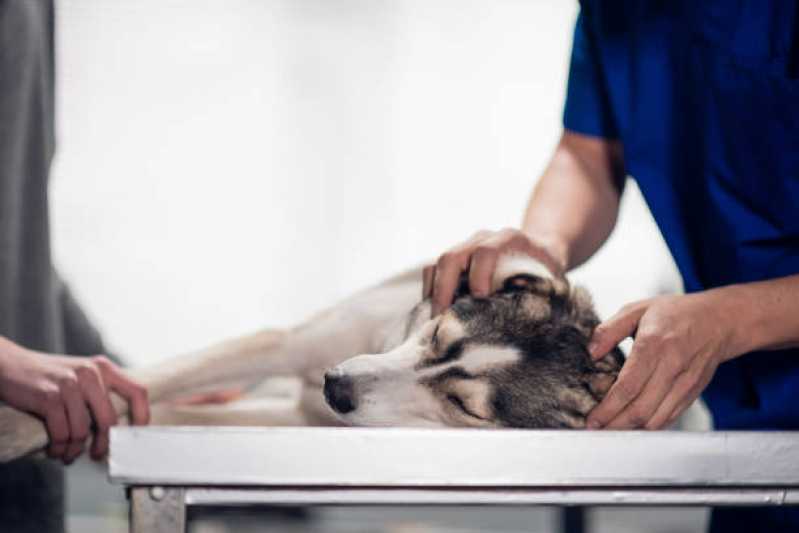 Oncologia de Animais Agendar  Hortolândia - Oncologia em Cães