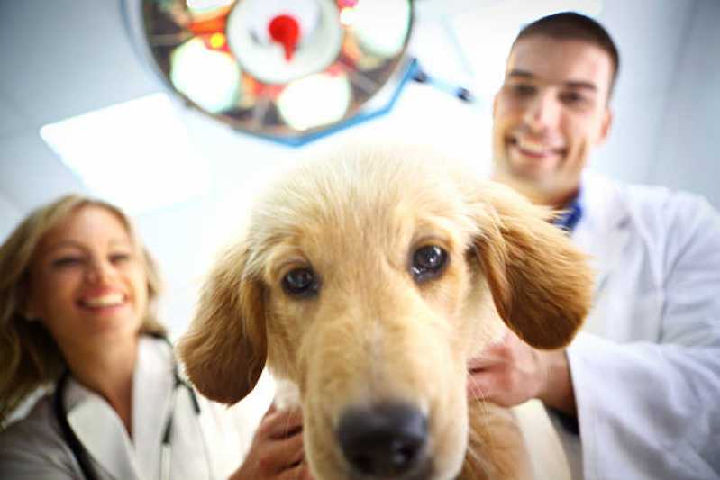 Oncologia em Cães Agendar Louveira - Oncologia de Animais