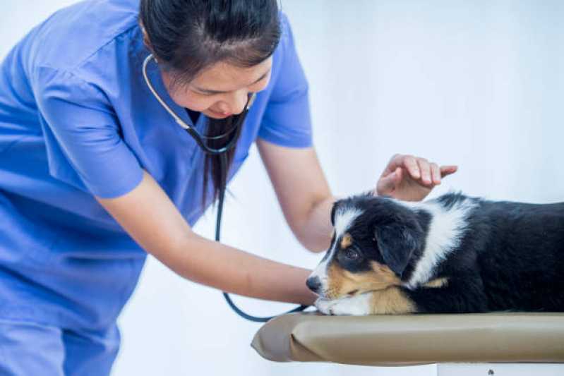 Oncologia para Animais Agendar Itu - Oncologia para Cachorro Campinas