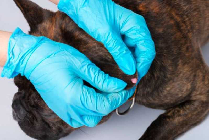 Oncologia para Animais de Pequeno Porte Dois Córregos - Oncologia Cães de Grande Porte