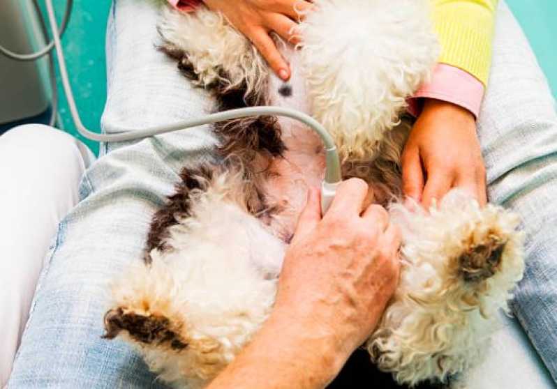 Oncologia para Cachorro Clínica Tietê - Oncologia em Cães