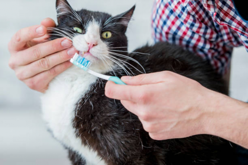 Onde Agendar Limpeza de Dente em Gatos Louveira - Limpeza Periodontal para Gatos