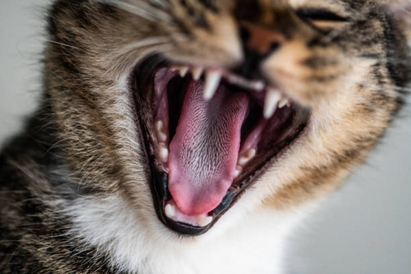 Onde Agendar Limpeza de Dente nos Gatos Americana - Limpeza Dente de Gato
