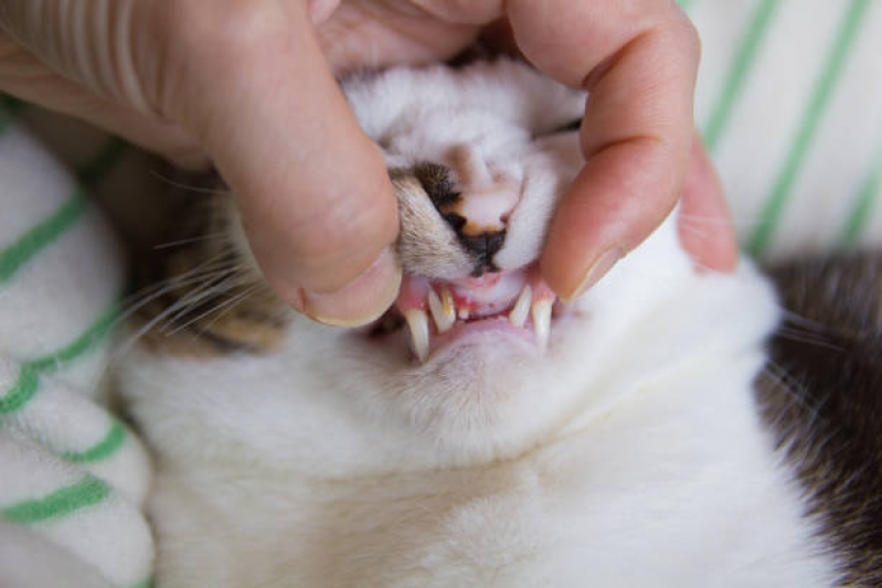 Onde Agendar Limpeza Dente de Gato Holambra - Limpeza dos Dentes de Gato