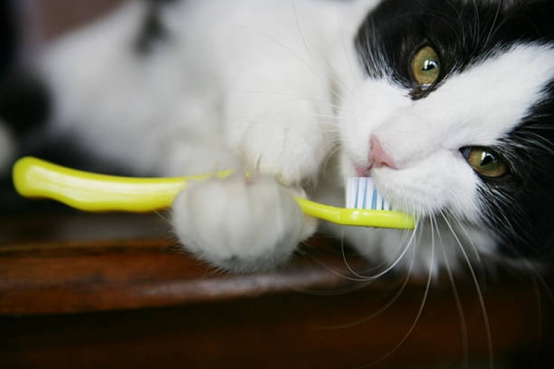 Onde Agendar Limpeza Periodontal para Gatos Capivari - Limpeza de Dente nos Gatos