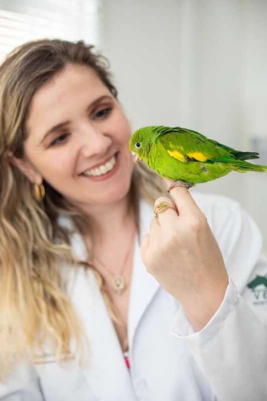 Onde Agendar Veterinario para Animais Exóticos Jaguariúna - Veterinario de Silvestres