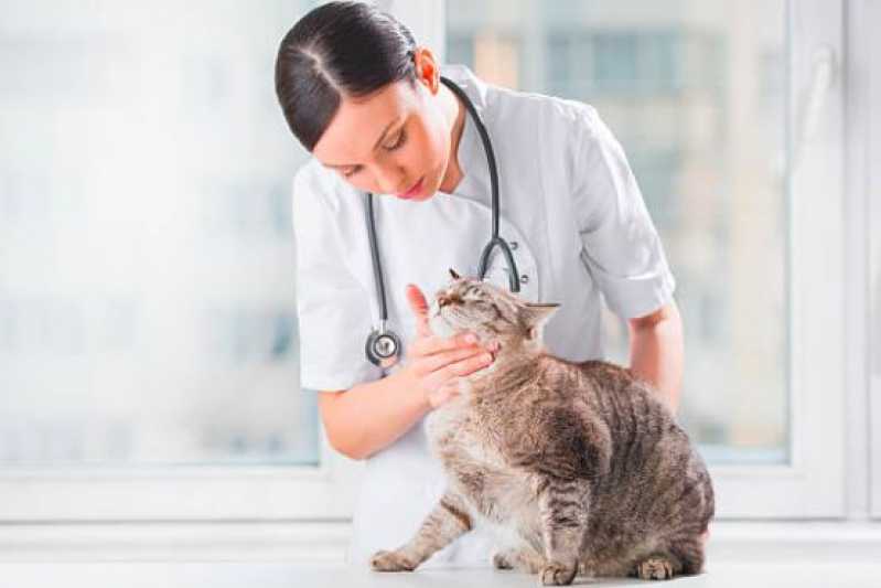 Onde Fazer Cirurgia de Castração para Gato Sumaré - Cirurgia em Animais Valinhos