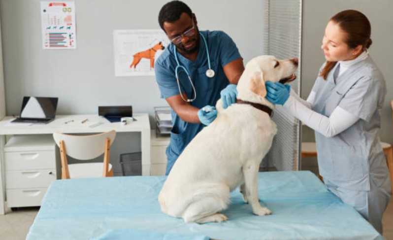 Onde Fazer Cirurgia em Animais  Limeira - Cirurgia para Cachorros de Pequeno Porte