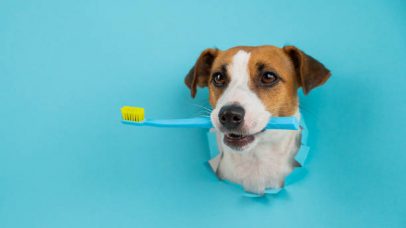Onde Marcar Limpeza nos Dentes de Cachorro Mogi Mirim - Limpeza dos Dentes do Cachorro
