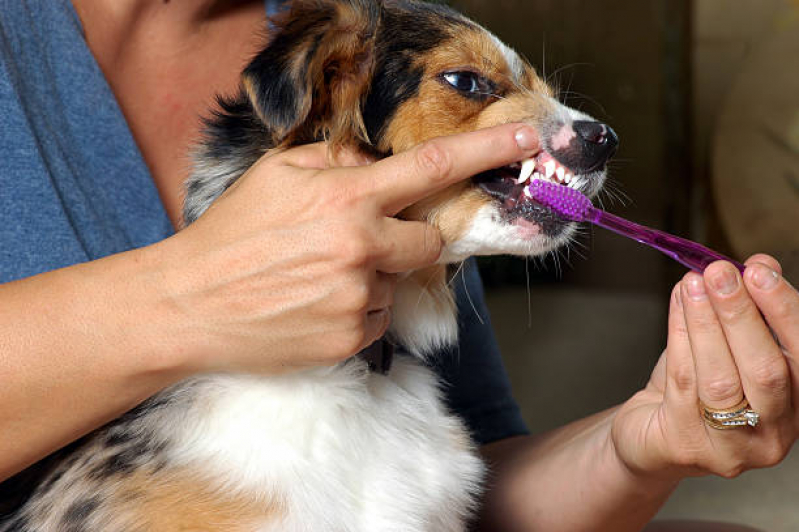 Onde Marcar Limpeza nos Dentes do Cachorro Mogi Guaçu - Limpeza dos Dentes Cachorro