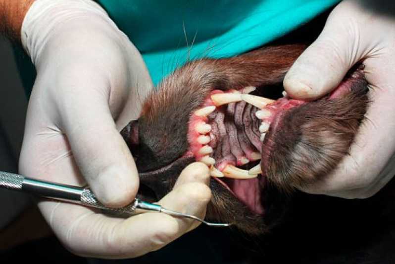 Onde Tem Odontologia para Animais Exóticos Altos Morumbi - Odontologia para Animais de Estimação