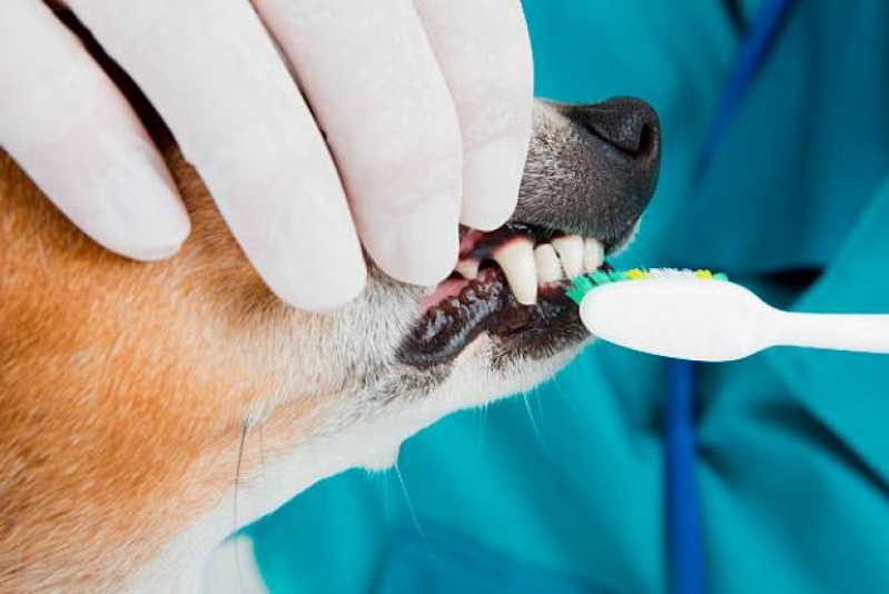 Onde Tem Odontologia para Animais Silvestres Vale Verde - Odontologia Felina