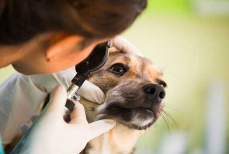 Onde Tem Oftalmologista para Cães e Gatos Vale Verde - Oftalmologista para Cães