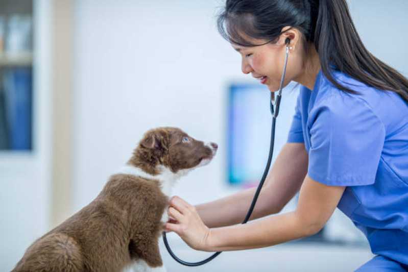 Onde Tem Oncologia em Cães Itatiba - Oncologia em Cães