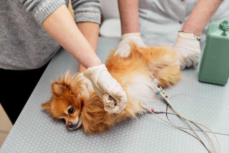Onde Tem Oncologia para Animais de Pequeno Porte Capela - Oncologia para Cachorro