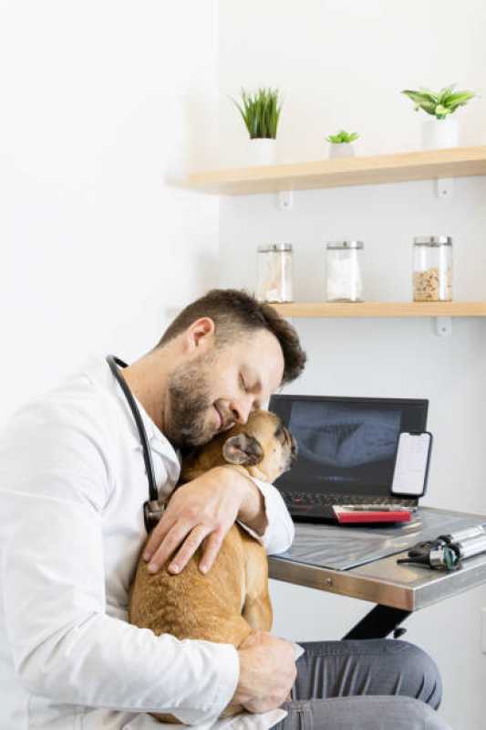 Onde Tem Ortopedia para Animais de Pequeno Porte Holambra - Ortopedia para Cães e Gatos