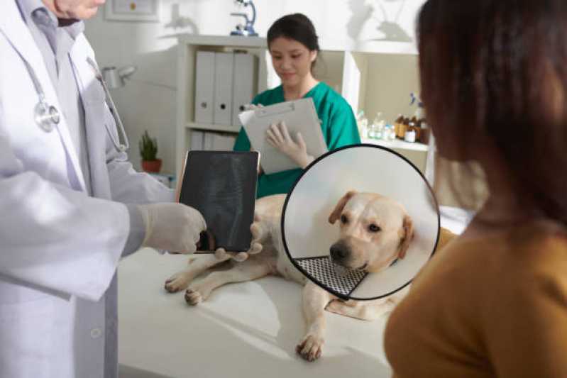 Onde Tem Ortopedia para Cães de Grande Porte Pedreira - Ortopedia para Cachorro Campinas