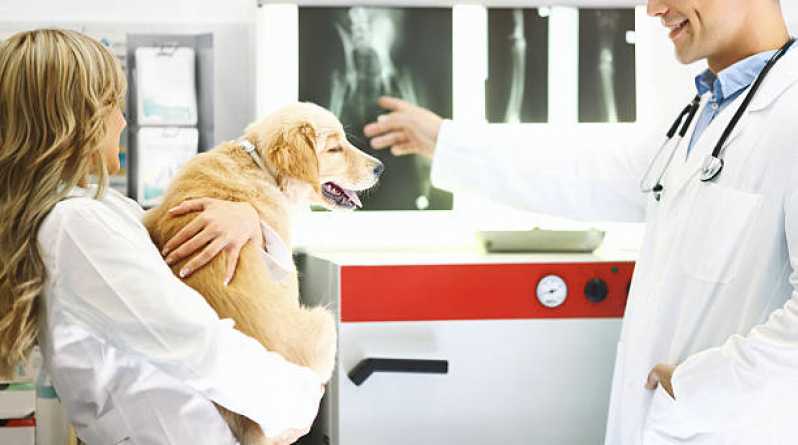 Onde Tem Ortopedia para Cães de Médio Porte  Limeira - Ortopedista para Cachorro