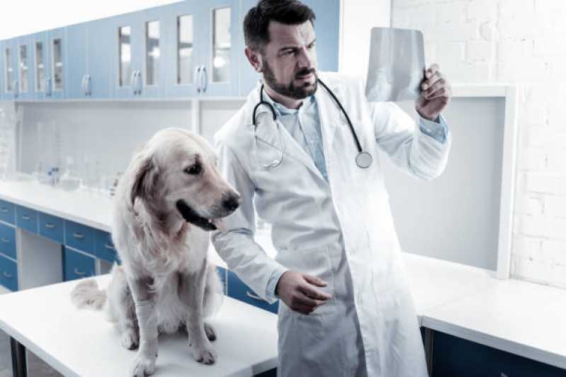 Onde Tem Ortopedista para Cachorro Mogi Mirim - Ortopedia para Cães e Gatos