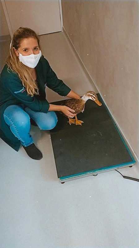 Onde Tem Veterinária de Animais Exóticos  Limeira - Veterinario para Animal Silvestre Campinas