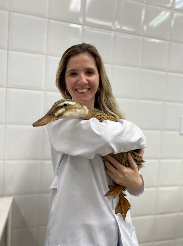 Onde Tem Veterinario de Animais Silvestres Mogi Guaçu - Veterinario para Animais Exóticos