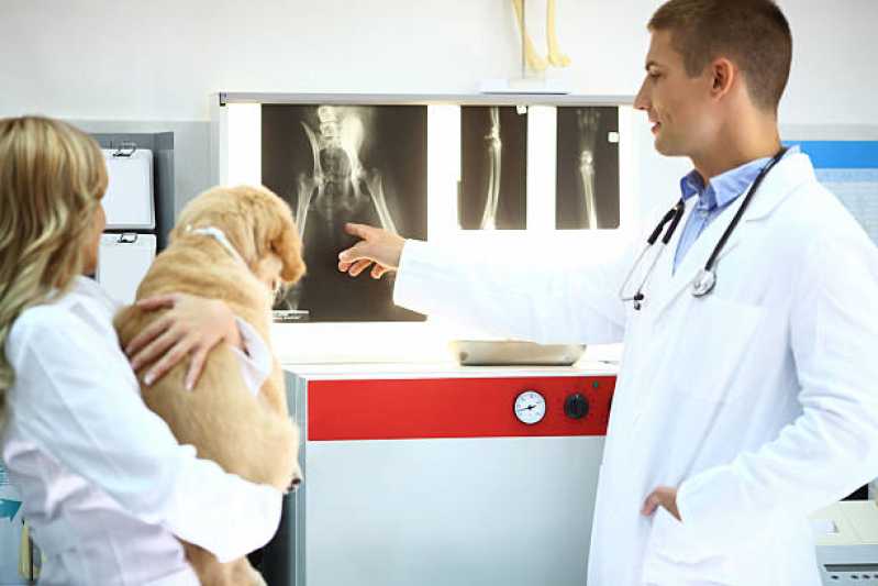 Ortopedia e Cirurgia Veterinária Agendar  Limeira - Ortopedia para Cachorro Campinas