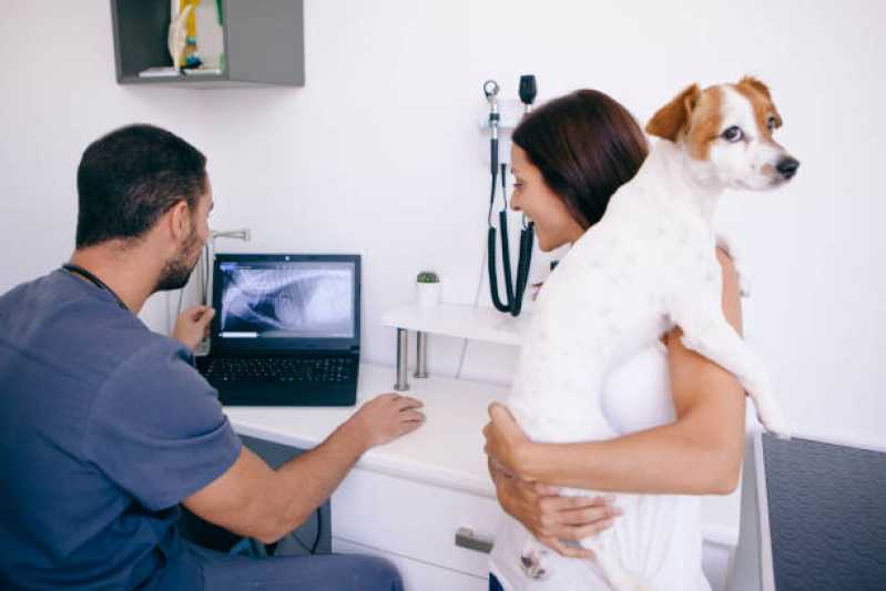 Ortopedia e Cirurgia Veterinária Marcar Vila Independencia - Ortopedia para Cachorro