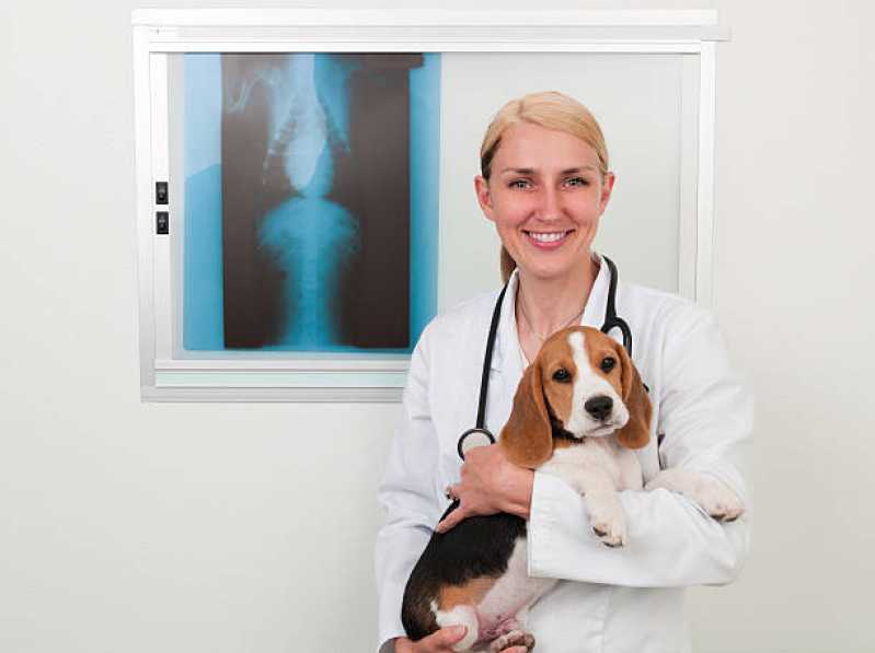 Ortopedia e Cirurgia Veterinária Holambra - Ortopedia para Cães e Gatos