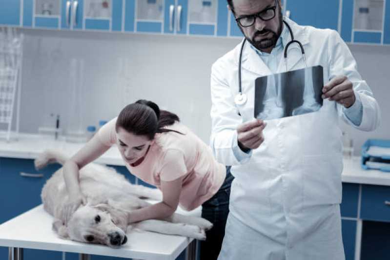 Ortopedia para Animal Silvestre Agendar  Mogi Guaçu - Ortopedia para Cachorro de Pequeno Porte