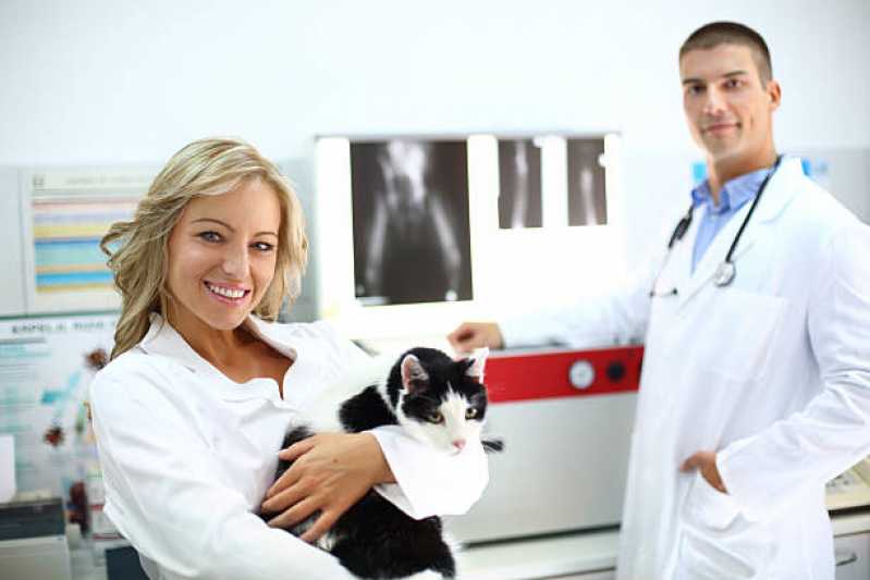 Ortopedia para Cães de Grande Porte Agendar Amparo - Ortopedia para Cachorro Campinas