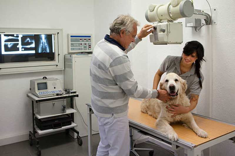 Ortopedia para Cães de Grande Porte Village Sans Souci - Ortopedia para Cães de Grande Porte