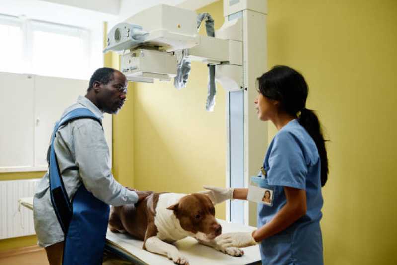 Ortopedia para Cães de Médio Porte Marcar Louveira - Ortopedia para Animal Silvestre